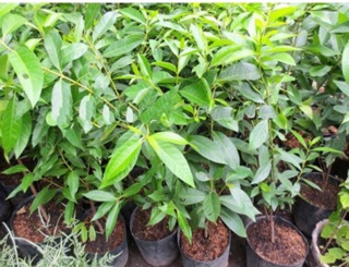 Cây giống vối nếp