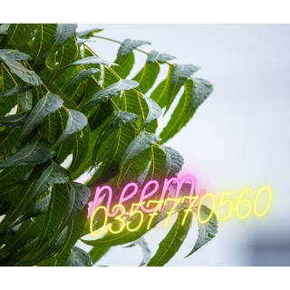 Lá neem khô 1kg Ninh Thuận