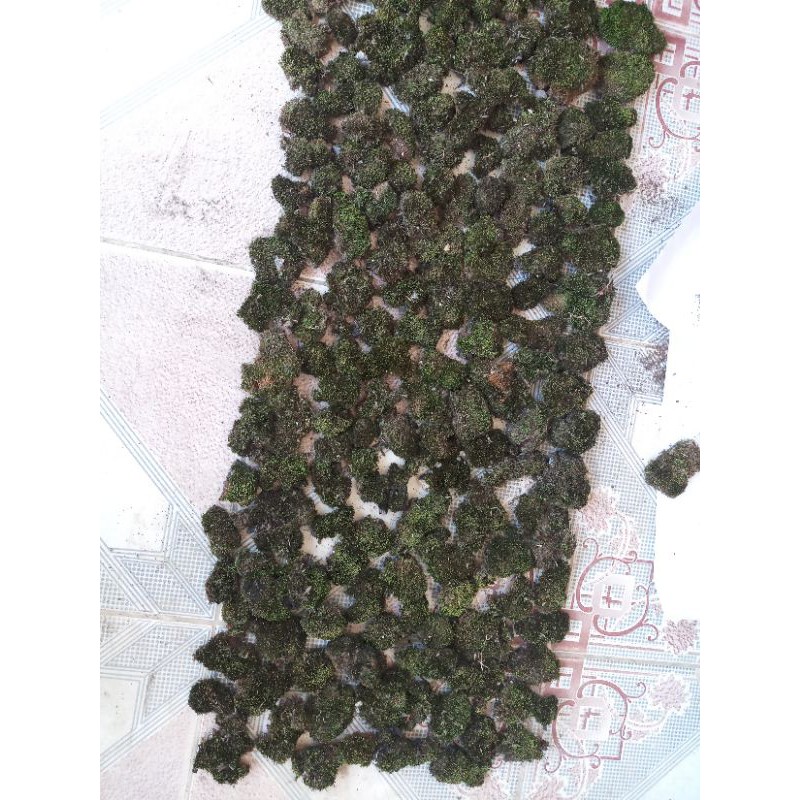 Rêu nhung cục -Rêu Terrarium- Hàng núi hiếm- Bé nhưng bền và chất. Trang trí bonsai,Terrarium, tiểu cảnh, bán cạn..