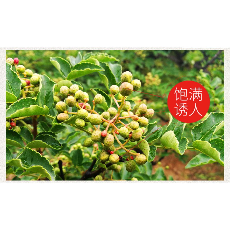 HOA TIÊU XANH TỨ XUYÊN A1, XUYÊN TIÊU, TIÊU TỨ XUYÊN