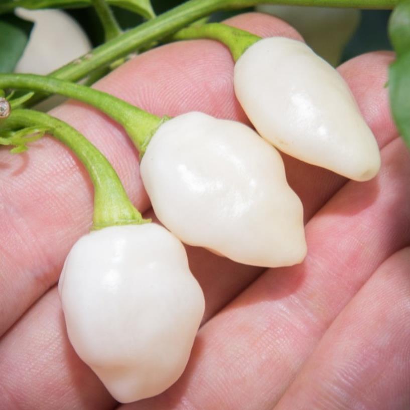 hạt giống Habanero trắng 20 hạt