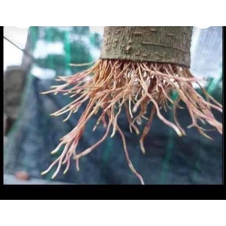 Siêu phẩm kích rễ (siêu ra rễ)