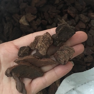 Vỏ thông trồng lan dánh tròn đầu, đã được xử lý
