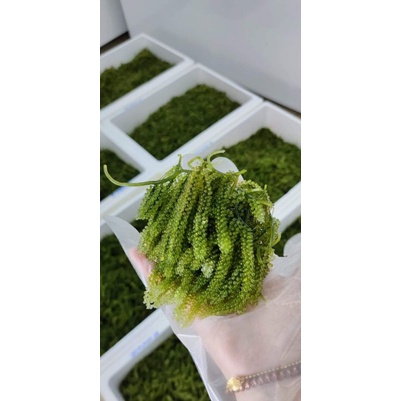 Rong nho tươi 1kg-