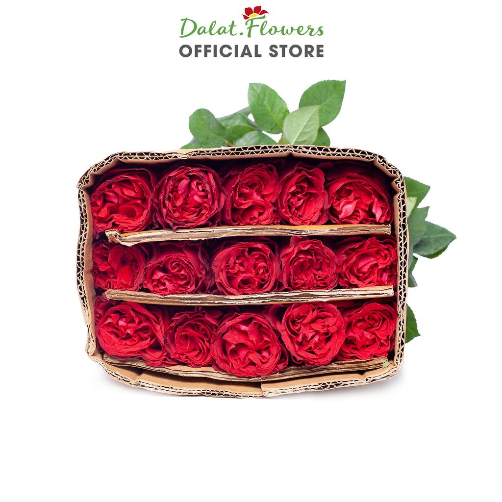 Hoa Hồng Red Elegance Ohara Đỏ,  Đà Lạt tươi cắm trang trí nhà cửa, văn phòng