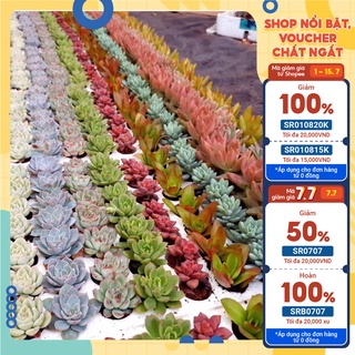 Cây sen đá vỉ size nhỏ