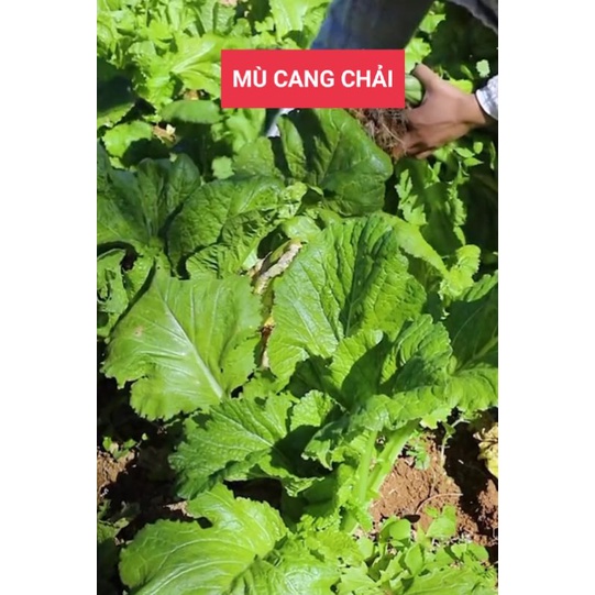 Hạt giống rau cải mèo thuần chủng túi 20gr