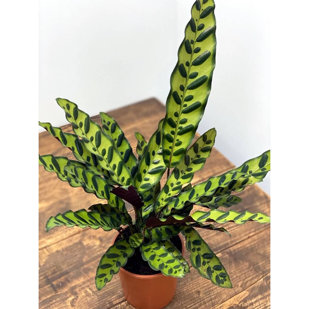 Cây Calathea lancifolia Rattlesnake (Tiễn Vũ Trúc Vu) kèm chậu thuỷ canh 2 lớp không đất, không cần tưới