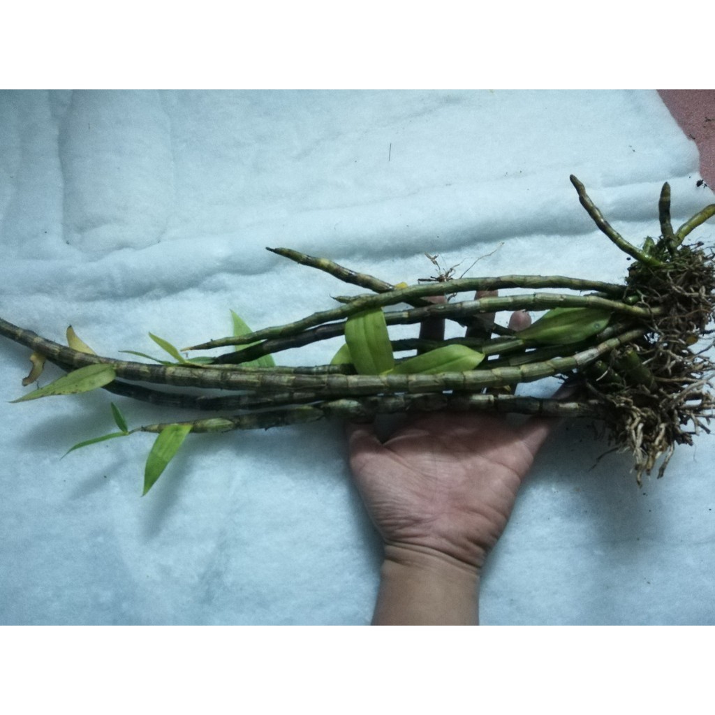 Cây hoa lan rừng Long Tu Hạc Vỹ  - đã ghép bảng dớn -Loài hoa lan rừng triệu người mê