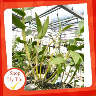 - Chế phẩm kích rễ Bio Root 0-1-1 946ml chất.