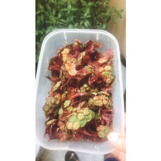 Bèo rể đỏ thủy sinh