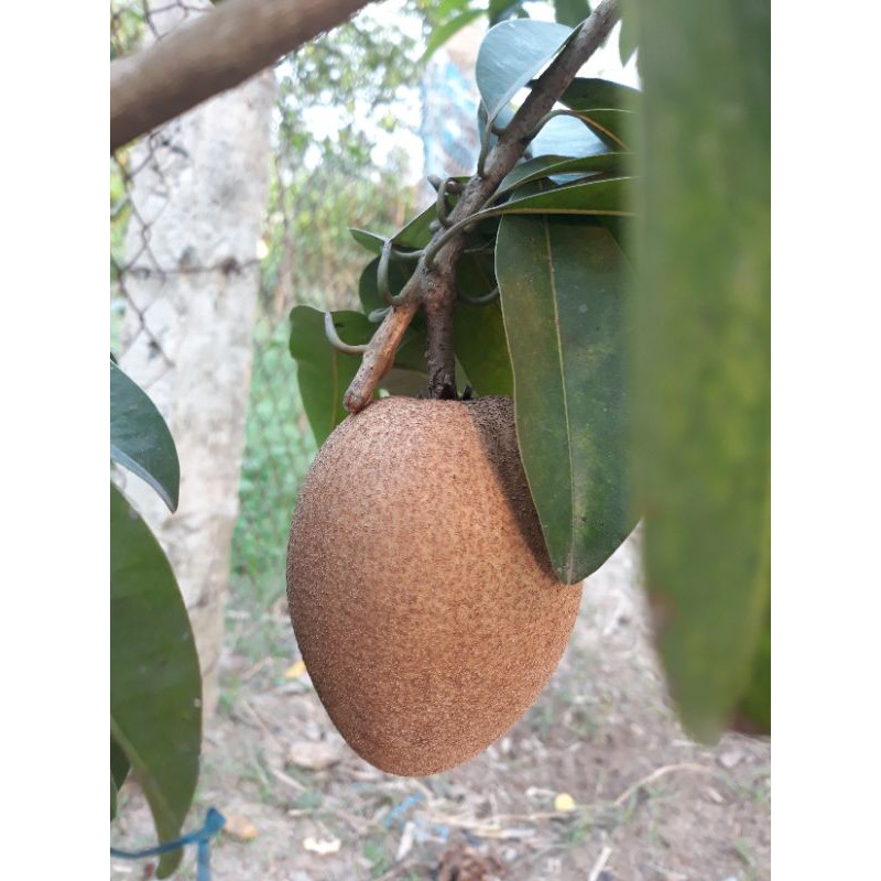 cây hồng xiêm xoài