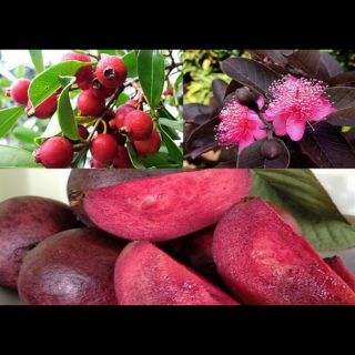 Cây ổi tím giống ra quả sau 4 tháng