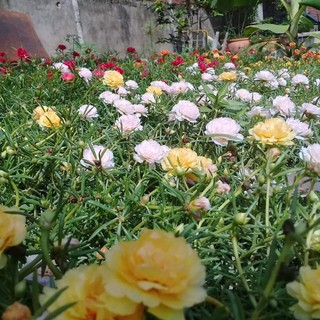 hạt giống hoa mười giờ