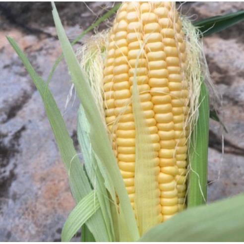 Hạt giống NGÔ NGỌT LAI F1 GOLDEN COB 2 MŨI TÊN 50 Gam