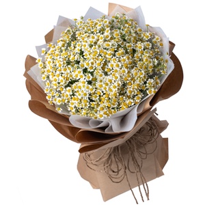 50h Hạt Giống Cỏ Thơm Feverfew Cúc TANA Trị Đau Nửa Đầu Sau Gáy