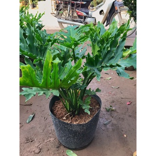 Cây trầu bà thanh xuân, trầu bà lá xẻ SIZE TO xanh bóng tươi tốt, cây trang trí nội thất, sân vườn