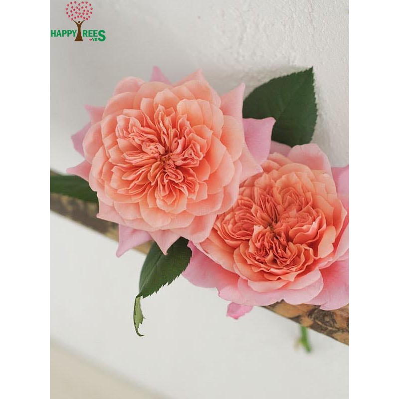 Hồng Ngoại Miyabi