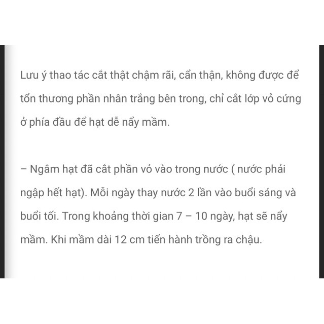 Hạt giống sen Nhật mini (Lotus) nhiều màu gói 5 hạt giá rẻ