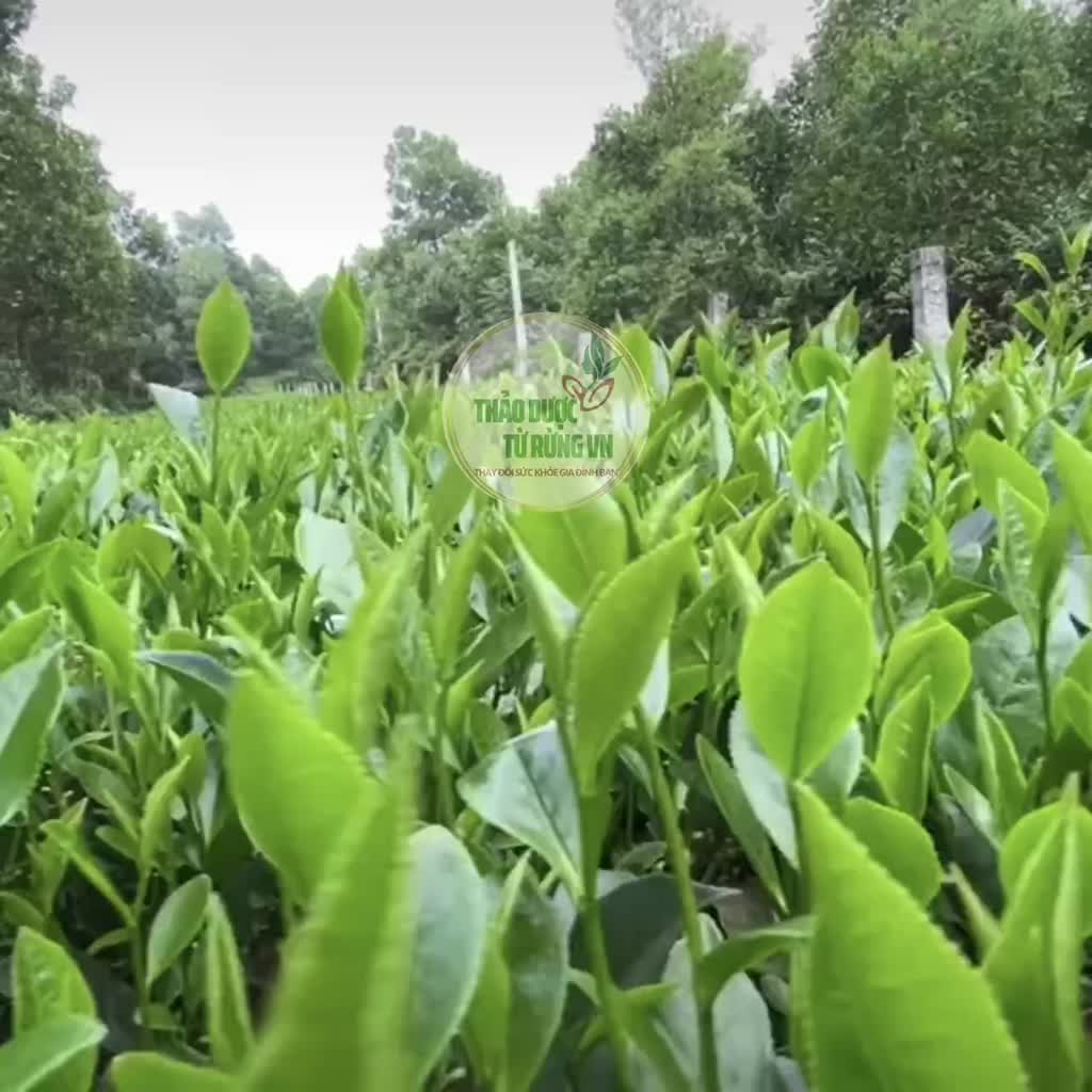 Trà Xanh Thái Nguyên Đệ Nhất Danh Trà 500G Xanh Sạch An Toàn 100% Gốc Chè Thái Nguyên Thảo Dược Từ Rừng VN | BigBuy360 - bigbuy360.vn