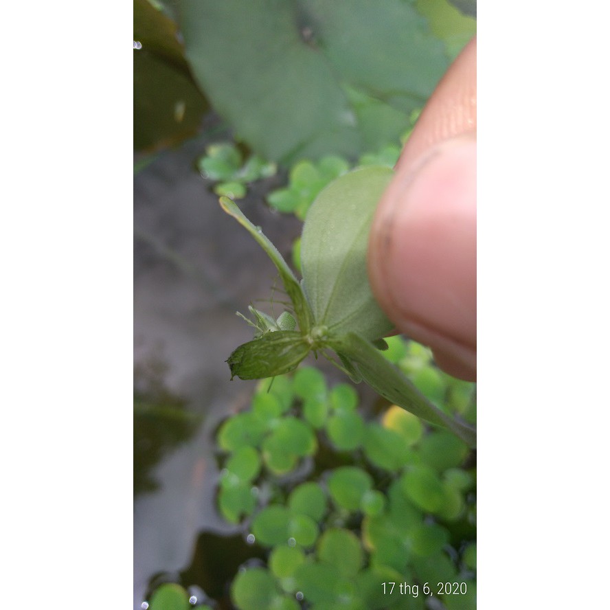 Bèo cái nhật mini - Cây thủy sinh