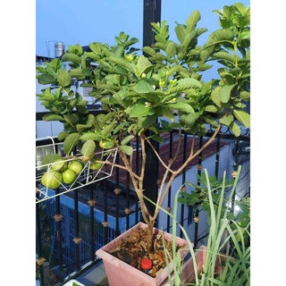 cây ổi nữ hoàng
