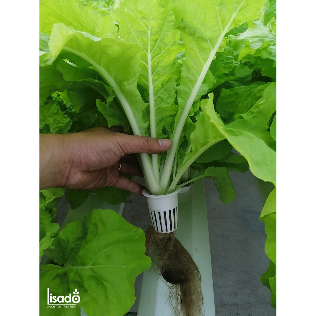 Phân bón thủy canh Grow Master dạng bột cho rau ăn lá