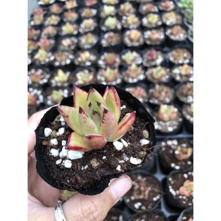 Sen đá Đế Vương 4cm