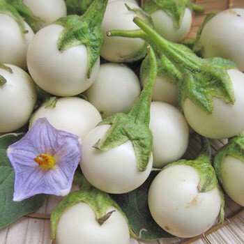HẠT GIỐNG CÀ PHÁO TRẮNG EG-507