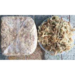 Dớn Chile loại 1- chilemoss