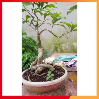Bonsai-Cây Lộc Vừng Núi Lá Nhỏ - Cây Lộc Vừng
