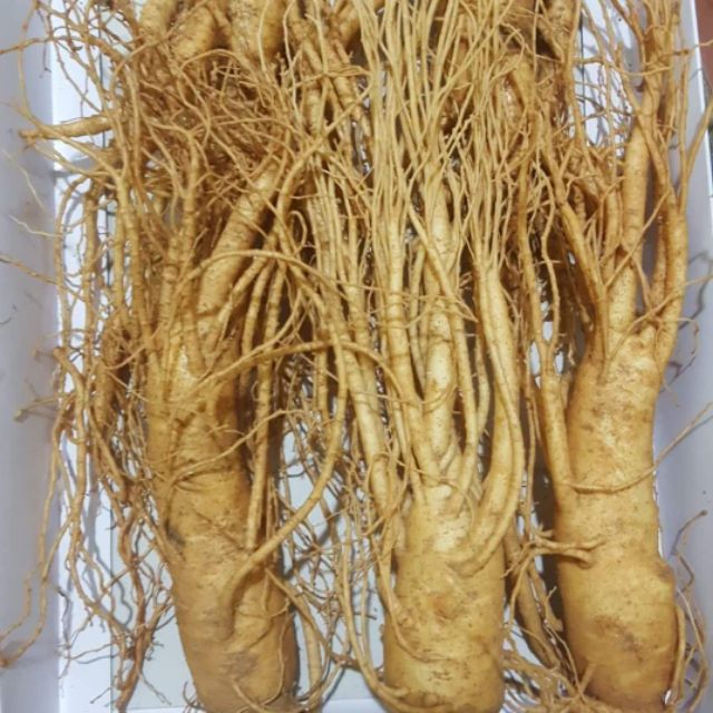 Sâm tươi 5 củ 1kg hàn quốc