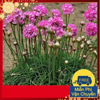 Hạt Giống Hoa Hồng Nhi Ngọc