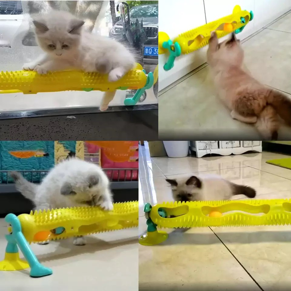 Đồ chơi cho mèo. Hộp banh đa năng vui nhộn  Huấn Luyện Thú Cưng - Tư Duy - Thông Minh Lanh Lợi