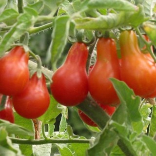 HẠT GIỐNG CÀ CHUA BI LÊ ĐỎ