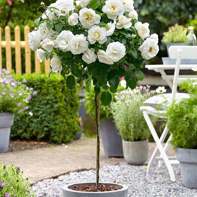 Hạt giống hoa hồng thân gỗ nhiều màu - gói 20 hạt-tặng kèm gói kích mầm--HGNN