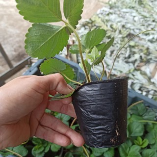 Ngó dâu tây hà lan