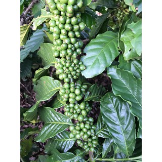 1kg cà phê bột rang mộc Kuffie Blend