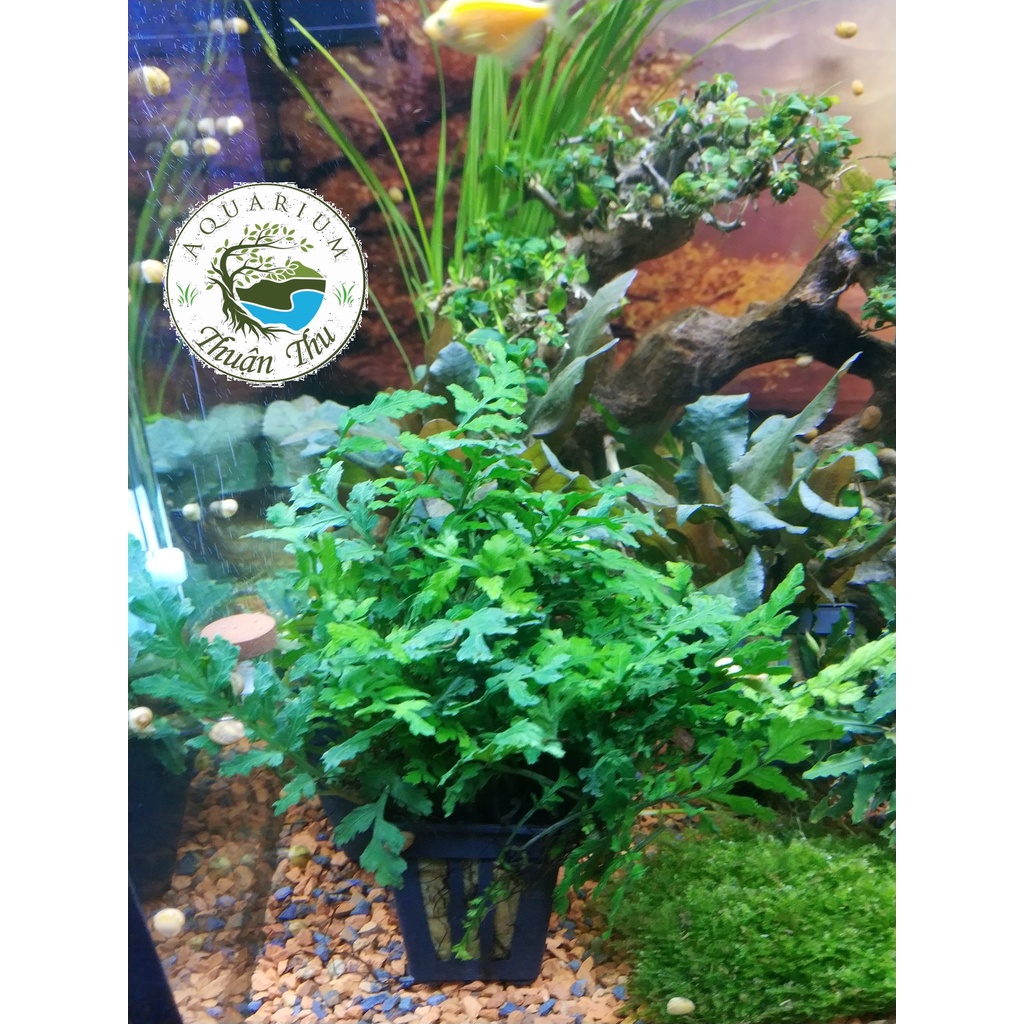 Dương Xỉ Châu Phi_Dương xỉ Châu Phi Mini trang trí bể thủy sinh, biotop, bán cạn