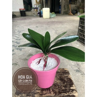 lá lan hồ điệp- lá lan cao su.