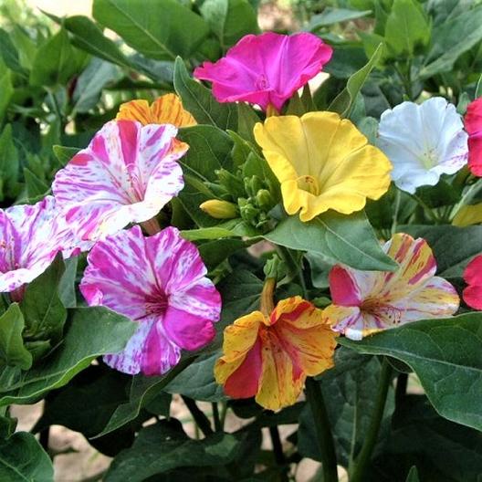 Hạt Giống Hoa Bông Phấn Yên Chi Nam Mỹ - Hoa 4 Giờ Bốn Màu 20 Hạt ( 5036)