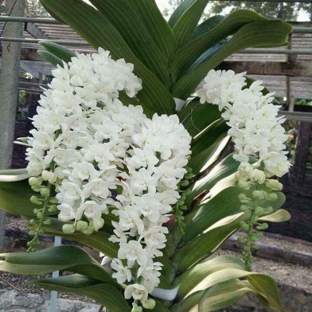 Hoa phong lan ngọc điểm giống - Hoa lan đai châu giống