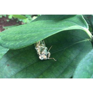 Ức chế côn trùng - CÔN TRÙNG BUG