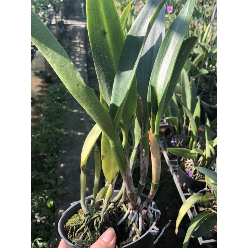 ❤️❤️Cattleya mini Đỏ Nhung