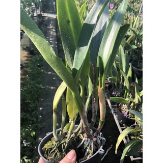 ❤️❤️Cattleya mini Đỏ Nhung