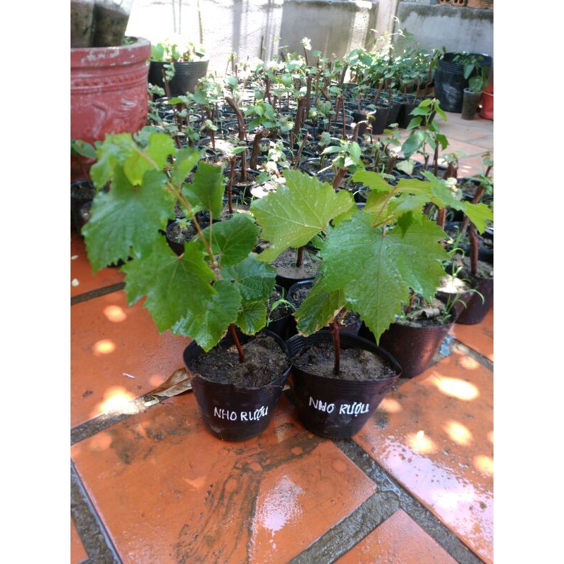 Cây Nho Rượu Syrah