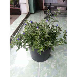 Hoa Thanh Tú ( đã bật hỏa tốc )