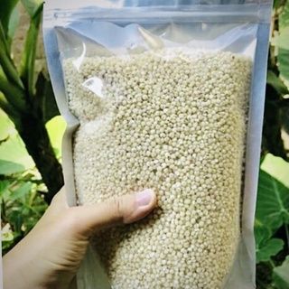 Hạt ý dĩ ( hạt bo bo) ngon