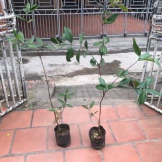 Combo 2 cây cherry Brazil chơi chỉ 320k