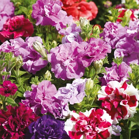 Hạt giống Dạ yên thảo kép nhiều màu tỷ lệ nảy mầm cao Petunia seeds